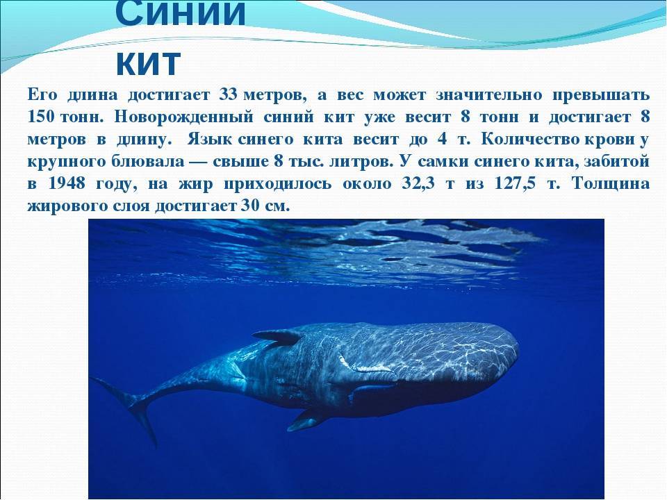 Рассказ про синего. Доклад про кита. Кит описание для детей. Голубой кит информация. Сообщение о ките.
