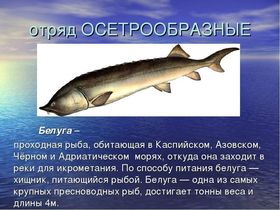 Топ 10 российской рыбы и советы как ее приготовить