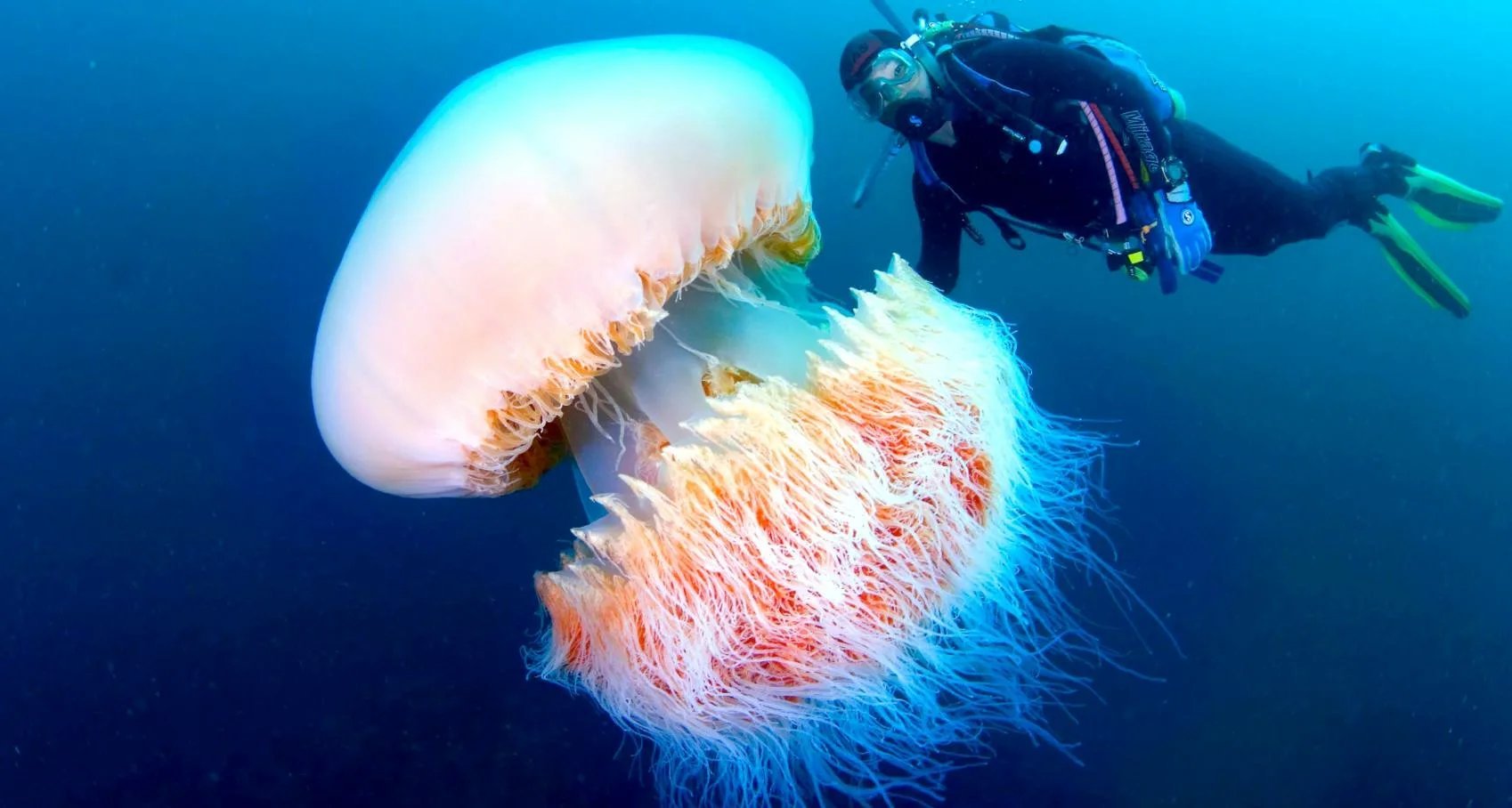Медузы — прекрасные и опасные обитатели моря: как размножаются, чем питаются, сколько живут, строение медузы