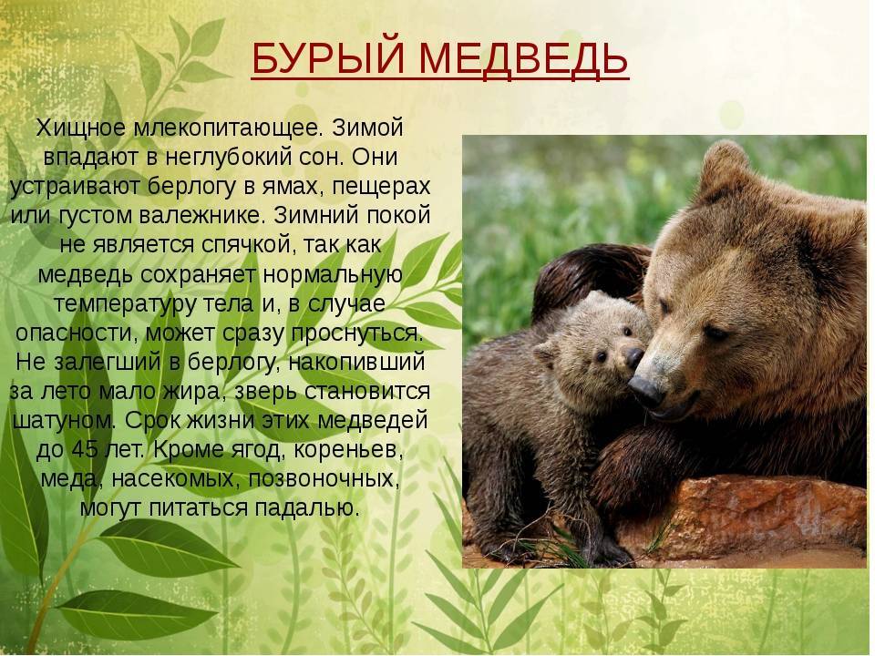 Бурый медведь порядок. Бурый медведь описание. Описание Бурава медведя. Описание медведя для детей. Рассказ о медведе.