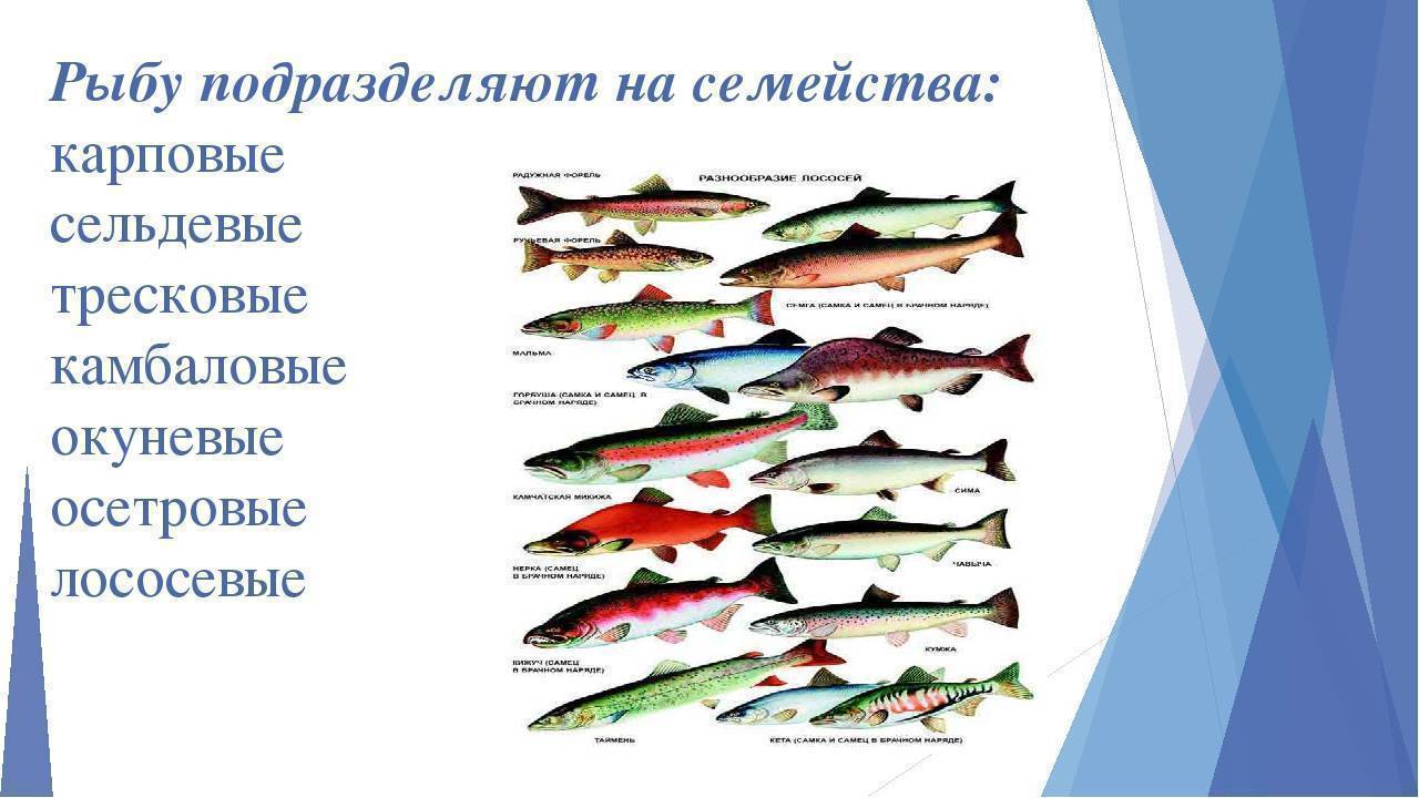 Лососевые виды рыб: описание и хозяйственное значение