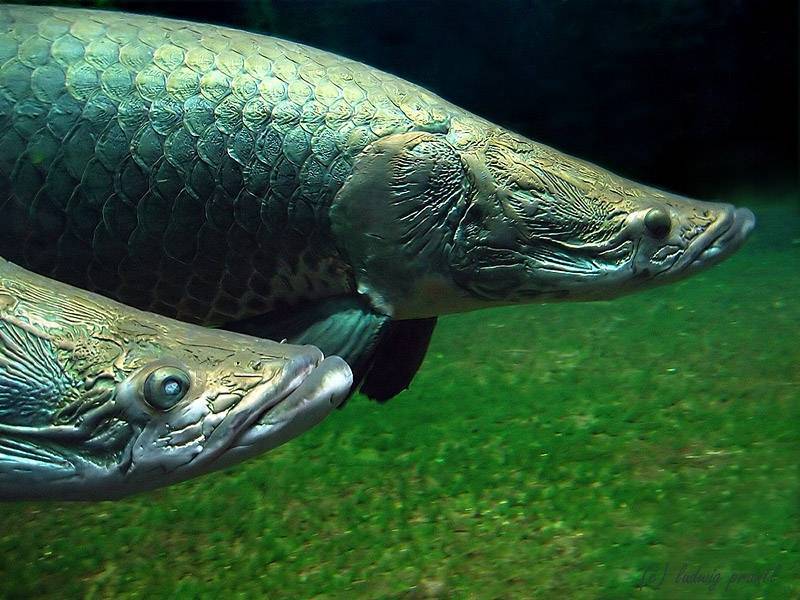 Рыба арапайма (пираруку) – тропический пресноводный хищник