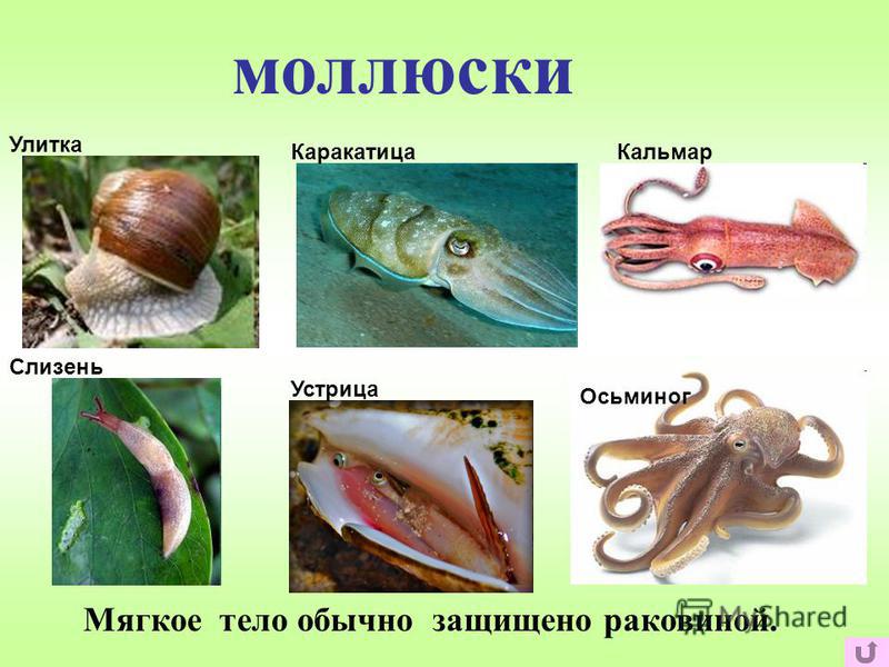 Приведите по три примера животных моллюски
