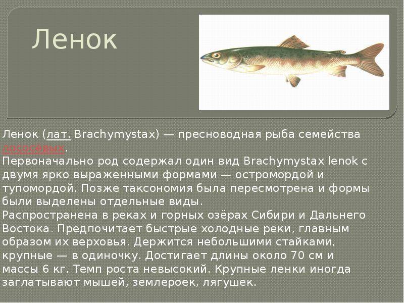 Таймень (рыба): где водится, как готовить, полезные свойства