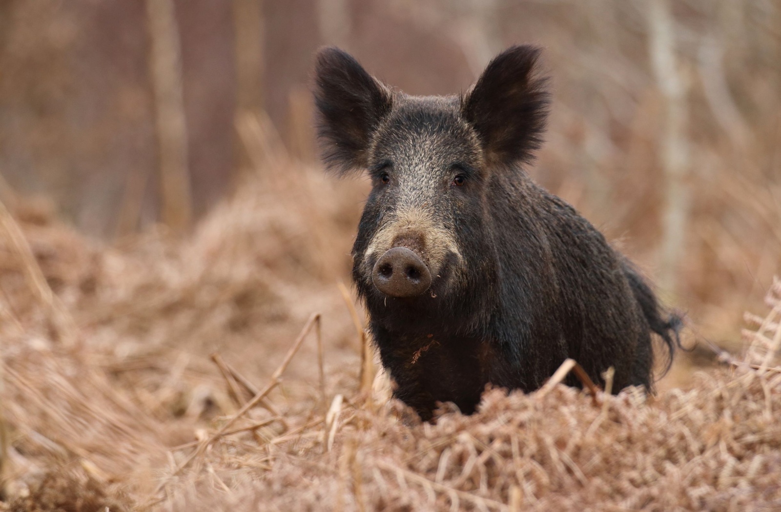 Дикие кабаны – грозный предок домашней свиньи