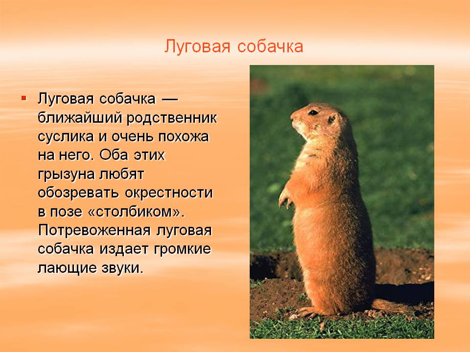 Животные степи россии: условия их обитания, описание мелких и крупных видов
