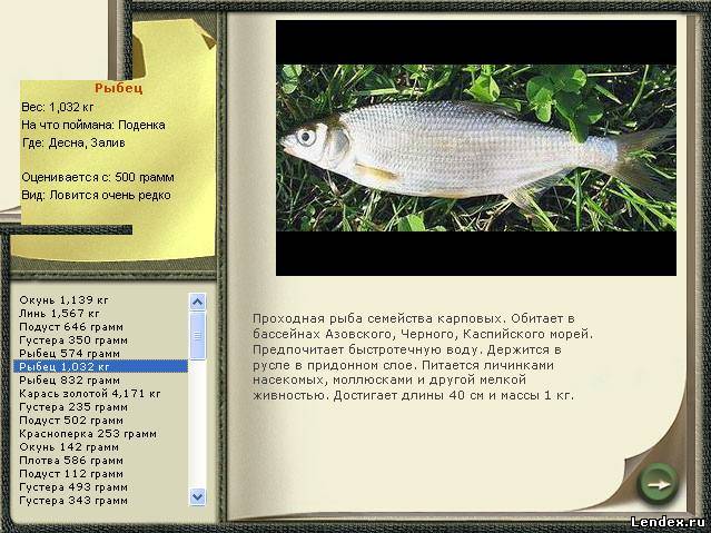 Сырть рыба фото и описание
