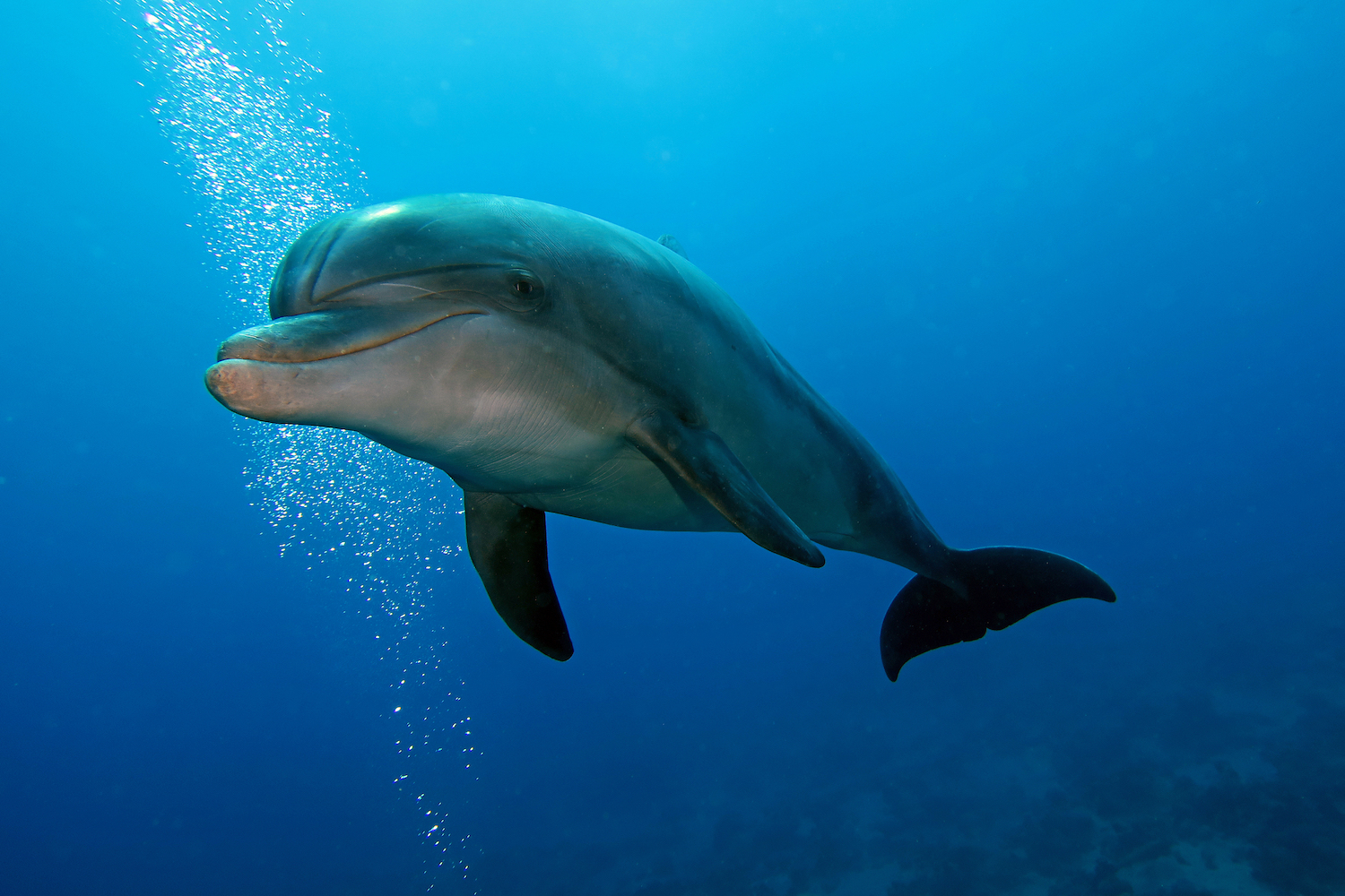 Дельфины — волшебные жители чёрного моря - черноморие.рф