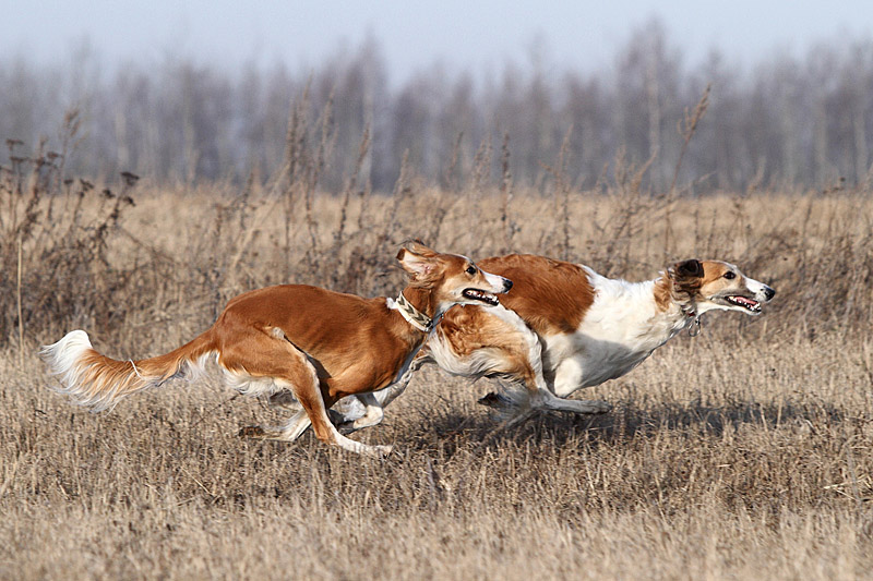 Собаки охотники на лис породы фото
