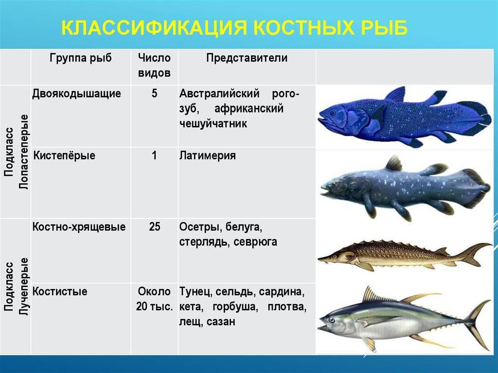 Класс рыбы костные и хрящевые презентация 7 класс