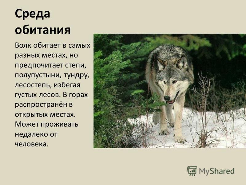 Волк какая природная зона. Среда обитания Волков. Место обитания волка. Описание волка. Среда обитания волка обыкновенного.