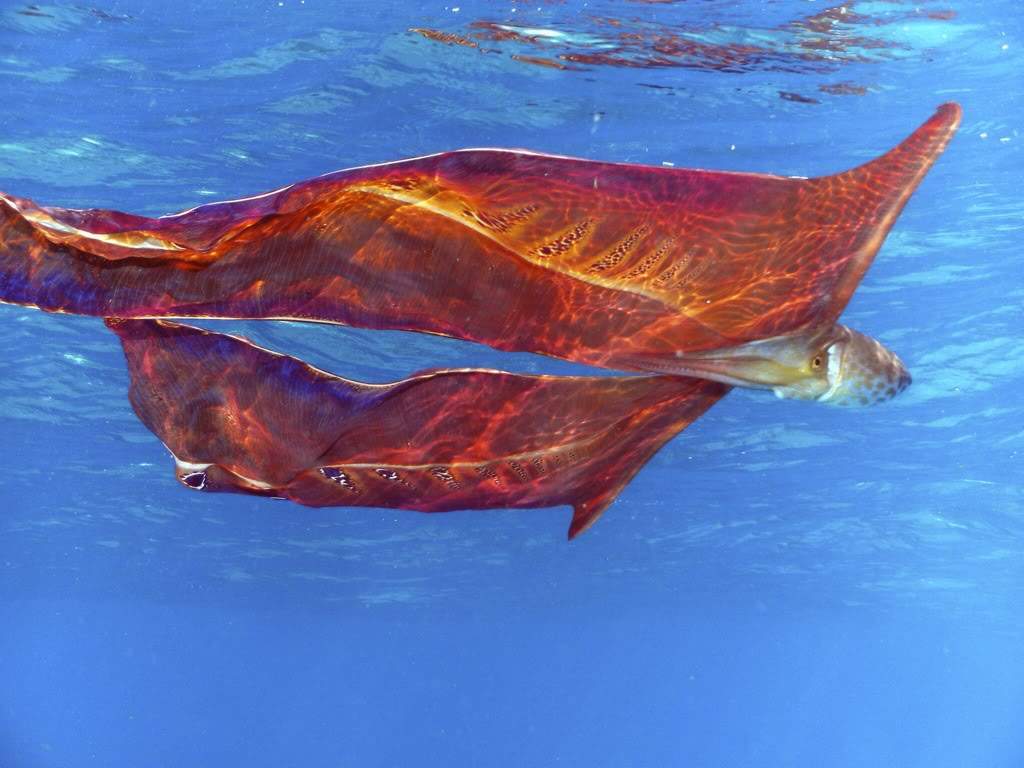 Медуза аурелия: описание, особенности содержания, размножение. аурелия - ушастая медуза