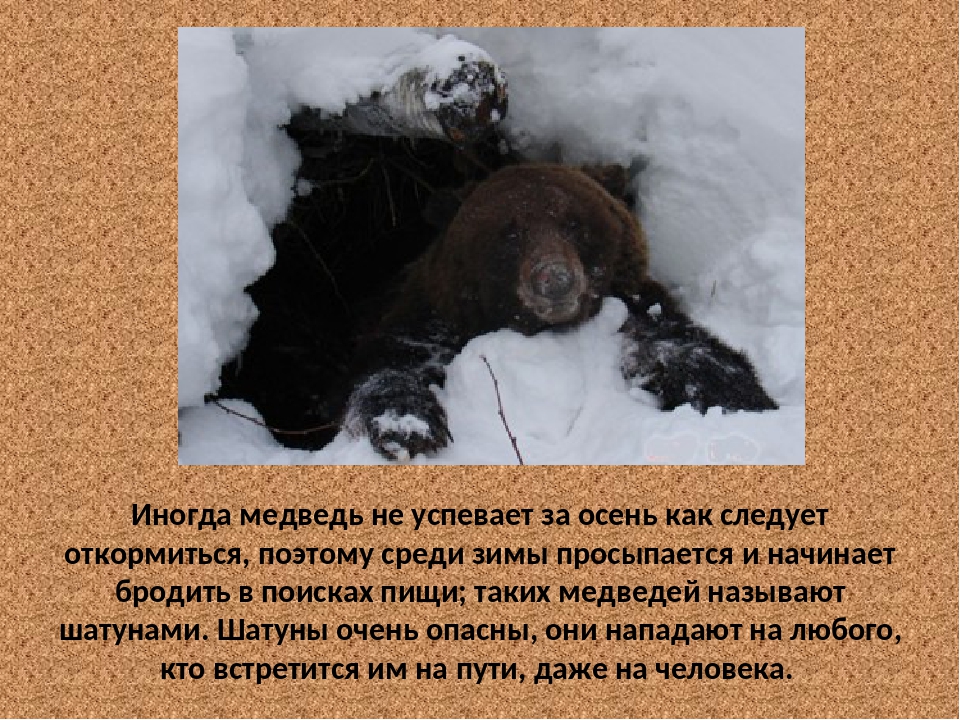 Почему медведь мишка. Медведь шатун. Медведь проснулся. Медведь который проснулся зимой. Медведь в спячке.
