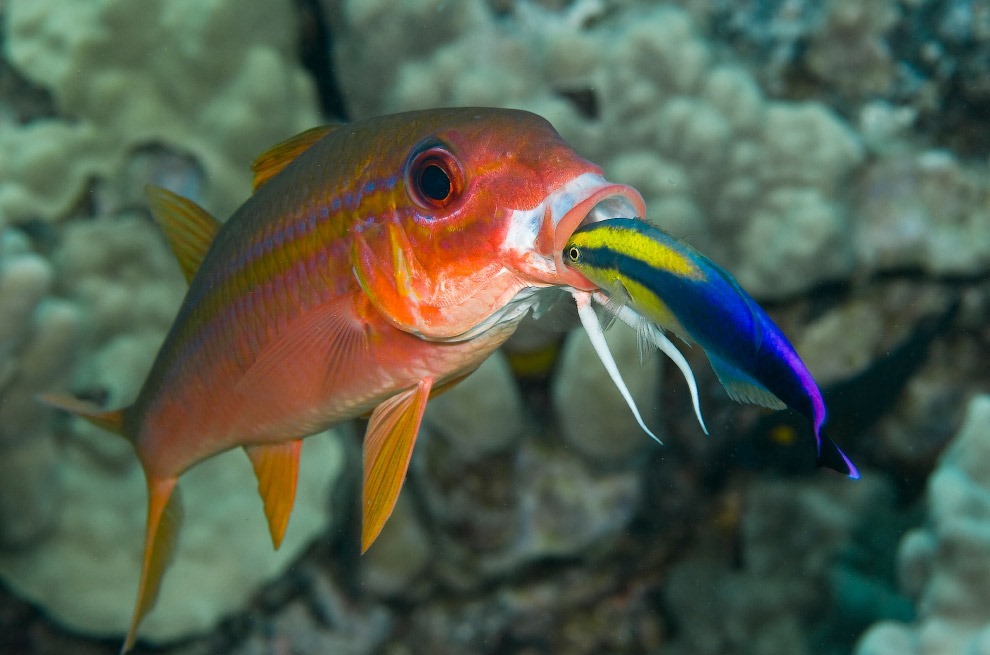 «борьба за власть»: зачем голубоголовые губаны, рыбы из карибского моря, меняют пол