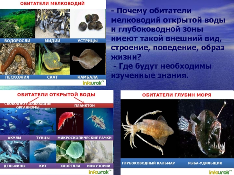 Сообщение о морских обитателях - описание, виды и названия