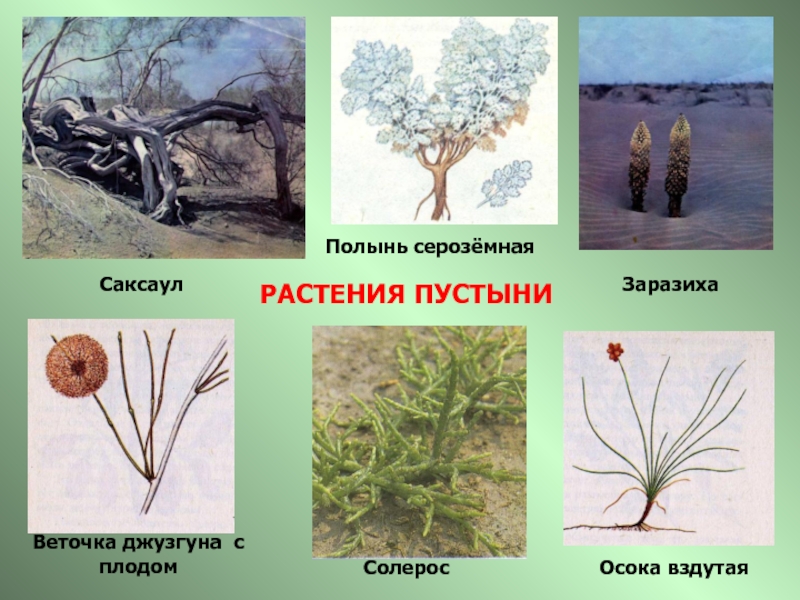 Растения пустынь и полупустынь россии