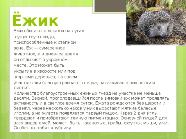 Обыкновенный еж | животный мир россии