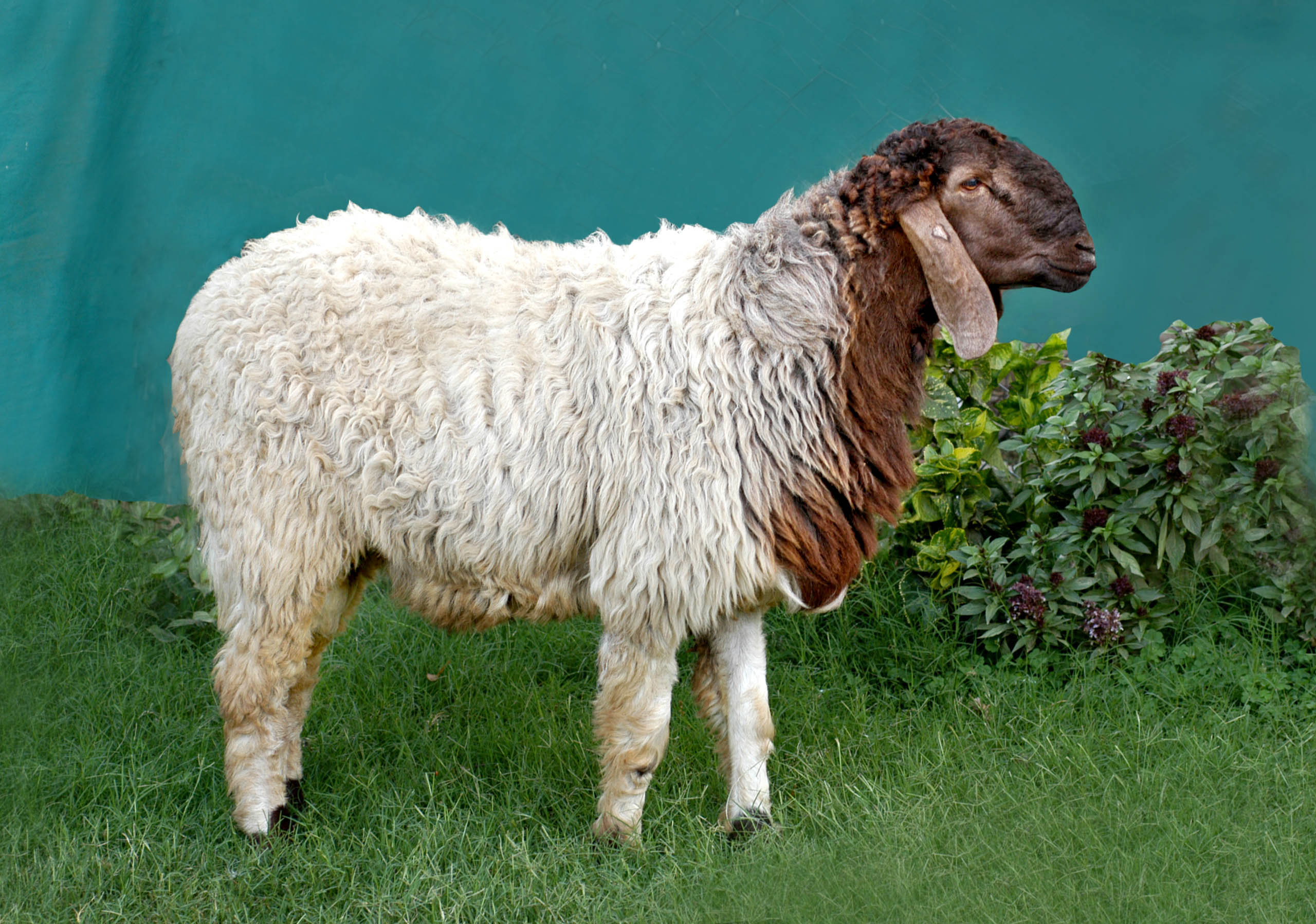 Каракульская порода овец: описание и характеристики