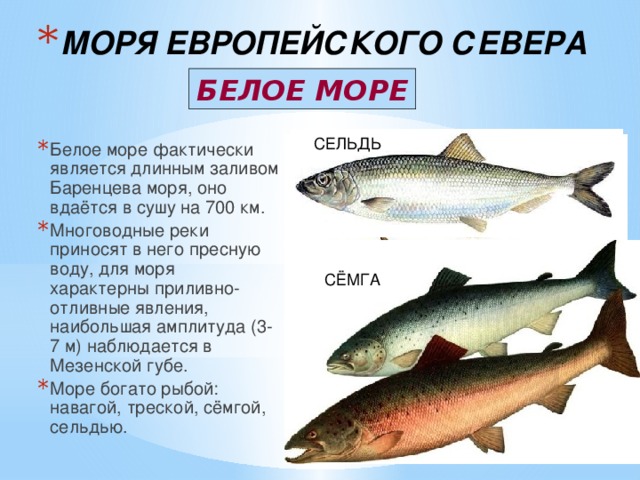 Рыбы семейства лососевых: список, фото. ценная рыба семейства лососевых :: syl.ru