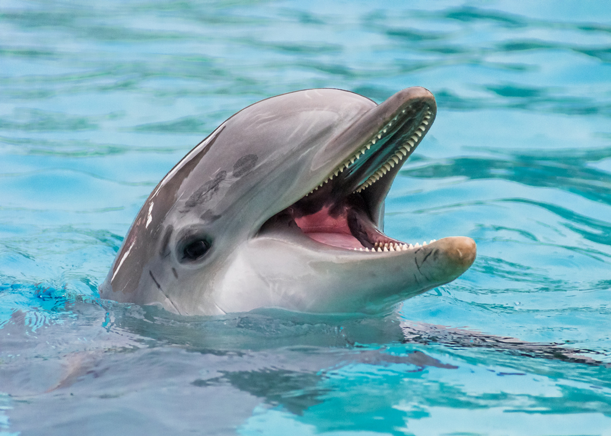 Какие дельфины водятся в водах Черного моря и где именно можно наблюдать за ними в естественной среде Интересные факты о млекопитающих