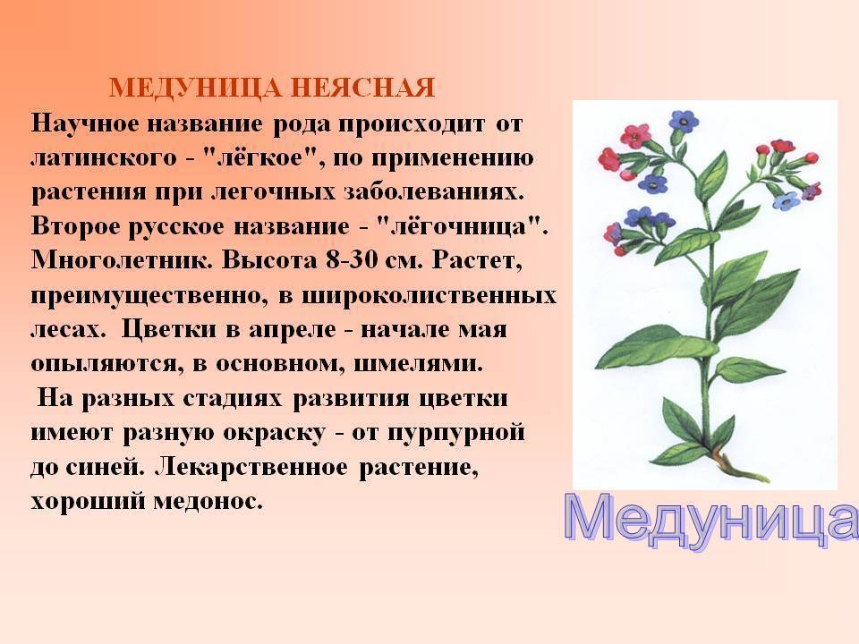 Медуница свойства. Медуница неясная листья. Медуница неясная жилкование. Медуница описание растения. Медуница целебные свойства растения.