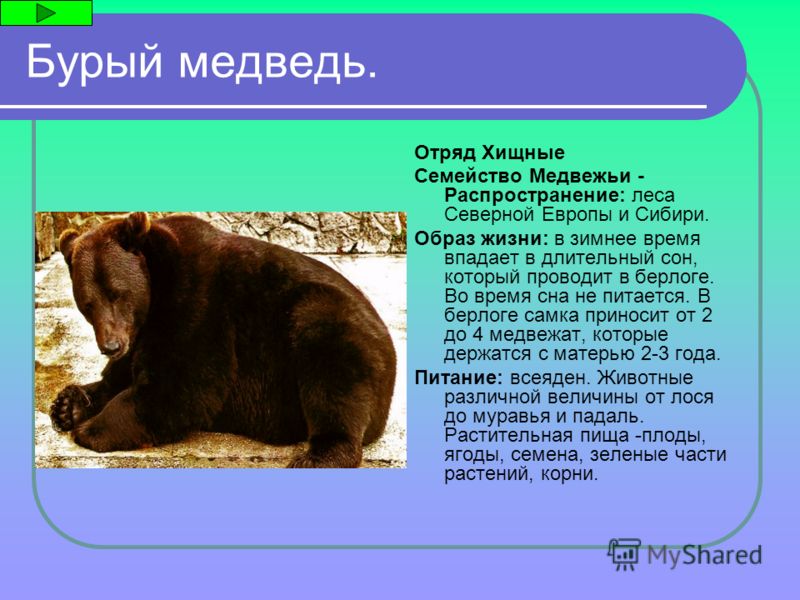 Образ жизни медведя. Приспособленность бурого медведя. В каких природных зонах живет бурый медведь