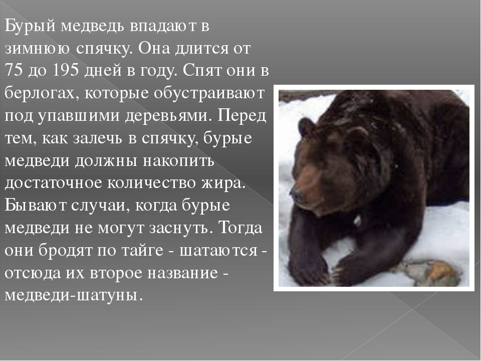 Фотография бурый медведь гиппенрейтер сочинение