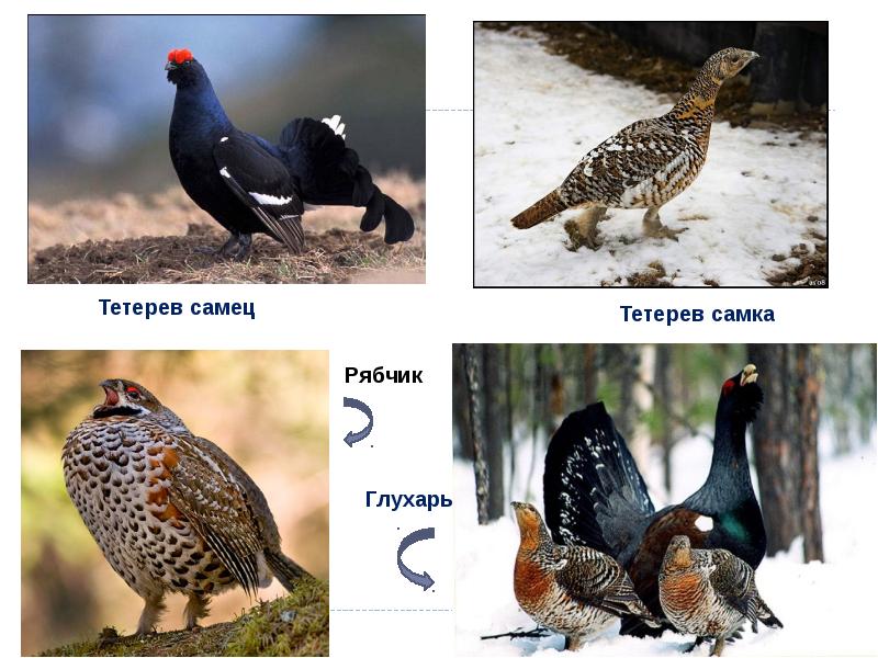 Птица глухарь