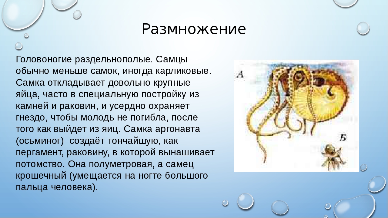 Развитие головоногих. Система размножения класс головоногие. Жизненный цикл головоногих моллюсков. Головоногие моллюски размножение и развитие. Осьминог Аргонавт размножение.
