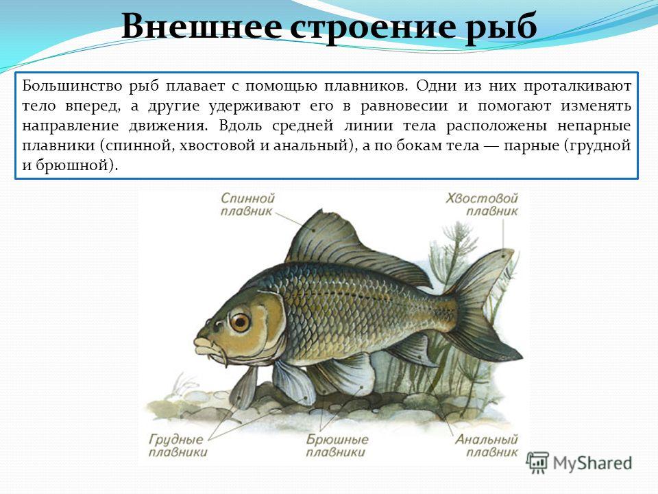 Какое тело у рыб. Внешнее строение рыбы особенности строения. Внешнее строение рыб характеристика. Внешнее строение черепных рыб. Надкласс рыбы внешнее строение.