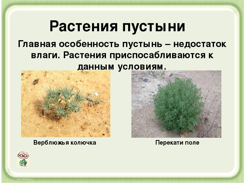 Растения пустыни 5 класс биология. Растения пустыни. Характерные растения в пустыне. Растения растущие в пустыне. Растения которые растут в пустях.