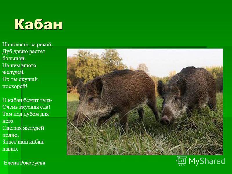 Что едят кабаны в дикой природе? вепрь (животное): описание, фото, образ жизни.