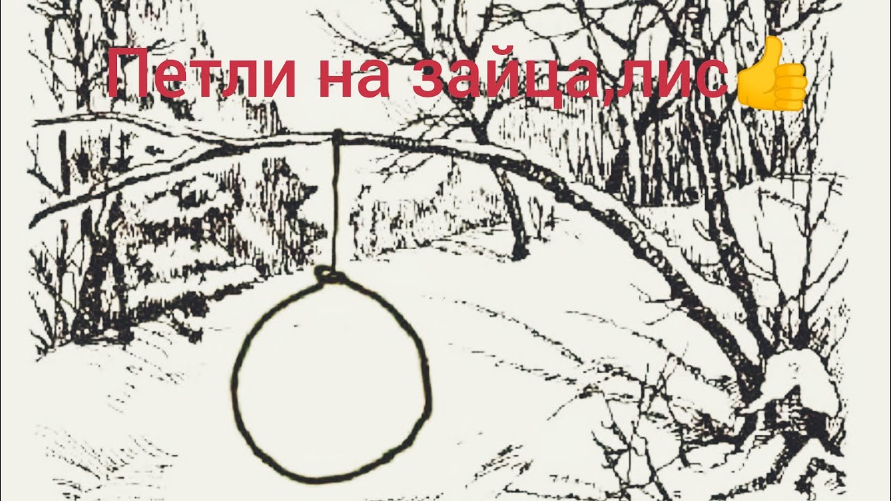 Пушные звери сибири. пушные звери список