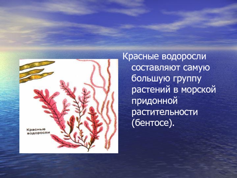 Биология водоросли сообщение. Красные водоросли биология 7 класс. Сообщение о водорослях. Морские водоросли биология. Красные водоросли презентация.