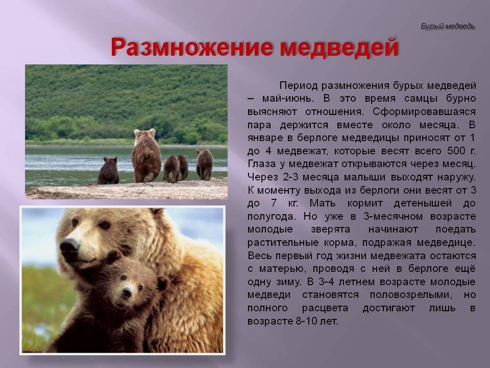 Бурый медведь приспособления. Описание медведя. Размножение медведей. Бурый медведь описание. Доклад о медведях.