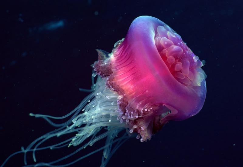 Медуза это животное: среда обитания, характеристика и особенности