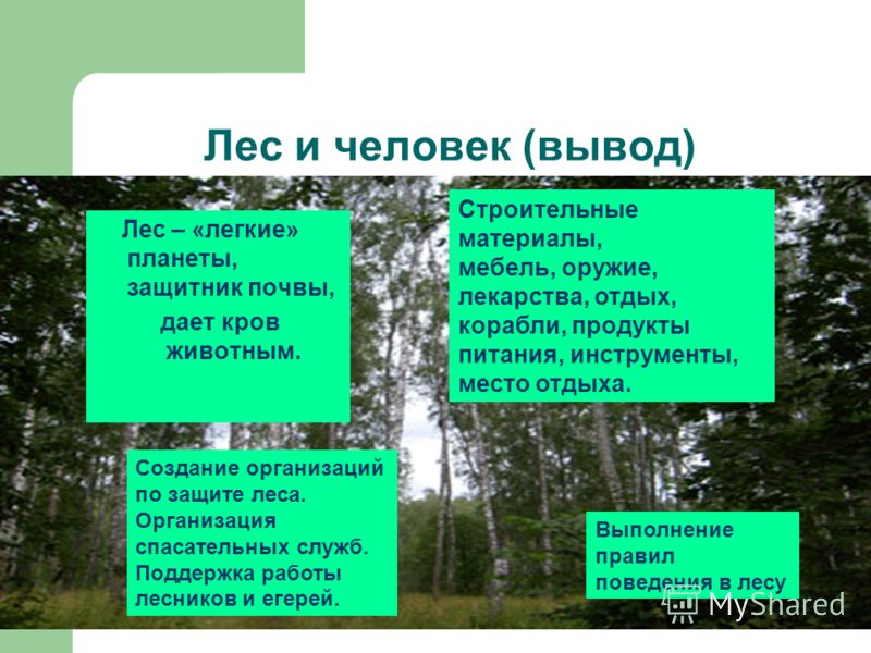 Охрана лесов в россии. Презентация на тему лес. Охрана леса. Защита леса презентация. Проект на тему леса.