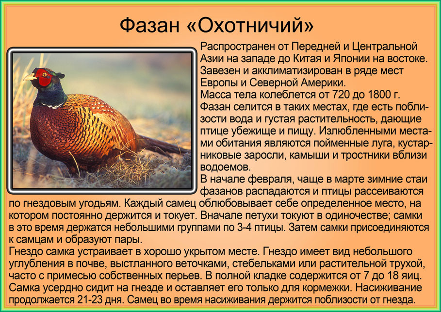 Перепел птица. образ жизни и среда обитания птицы перепел