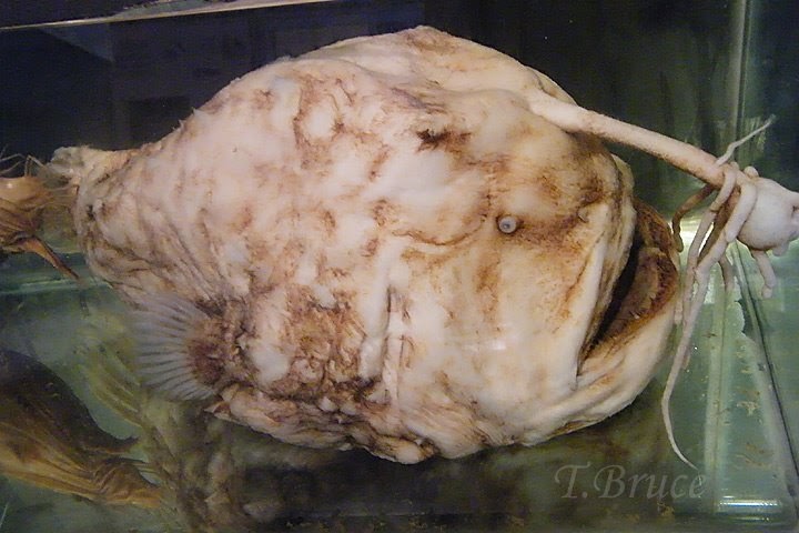 Как выглядит рыба-шар (фугу)? фото и интересные факты