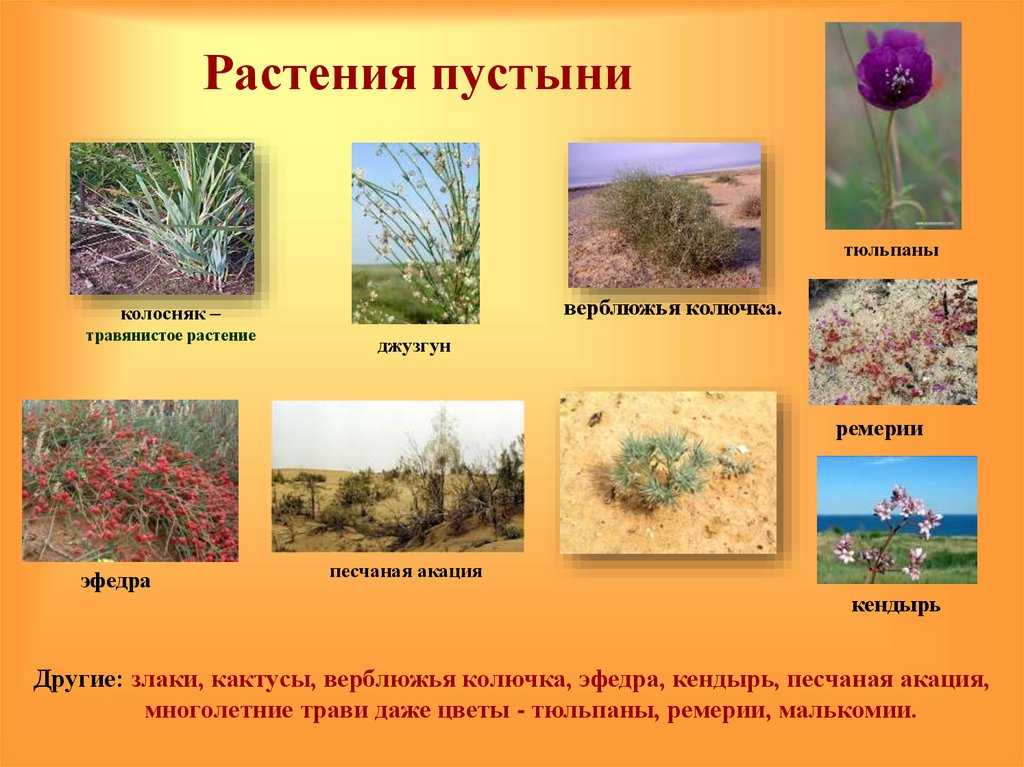 Какие животные и растения обитают в пустыне. Полупустыни и пустыни растения и животные. Растительный мир пустыни и полупустыни в России. Пустыни и полупустыни растения. Саксаул, джузгун, эфедра, солянка, Полынь.