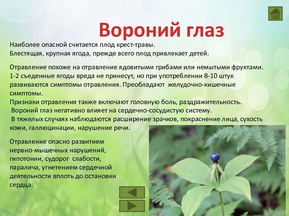 Ядовито ли растение. Ядовитые растения. Ядовитые растения России. Ядовитые растения описание. Сообщение о ядовитых растениях.