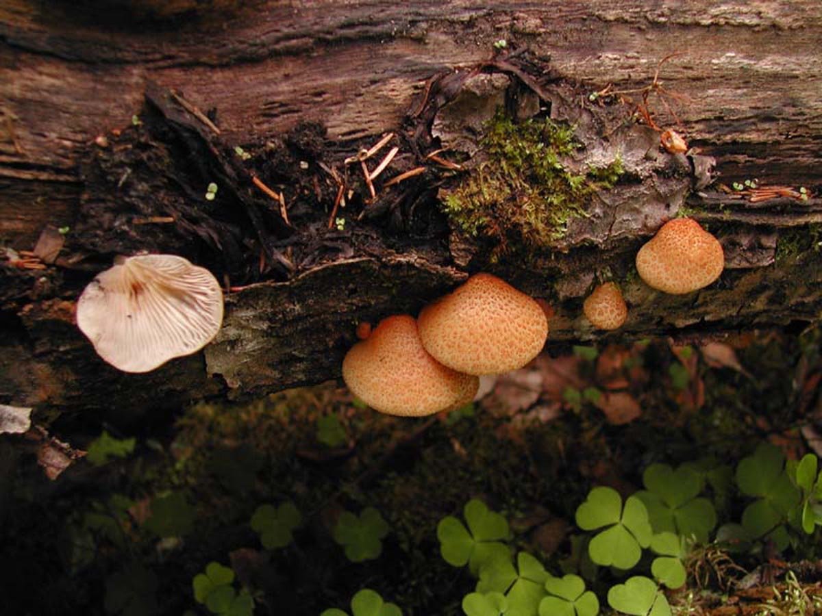 Съедобные грибы фото на дереве