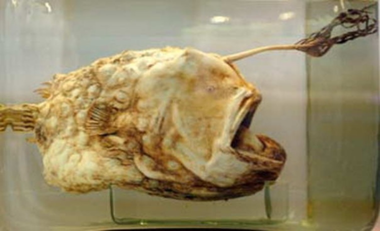 Как выглядит пиранья? рыба пиранья: фото, описание, содержание в аквариуме. хищные пираньи — интересные факты и уход