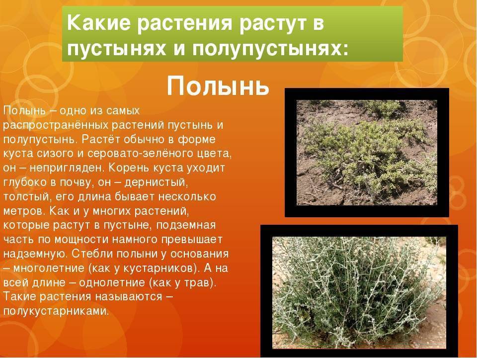 Растения пустыни 5 класс биология. Растения пустыни и полупустыни в России. Пустынная растительность растения. Растения растущие в пустыне. Сообщение о растениях пустыни.