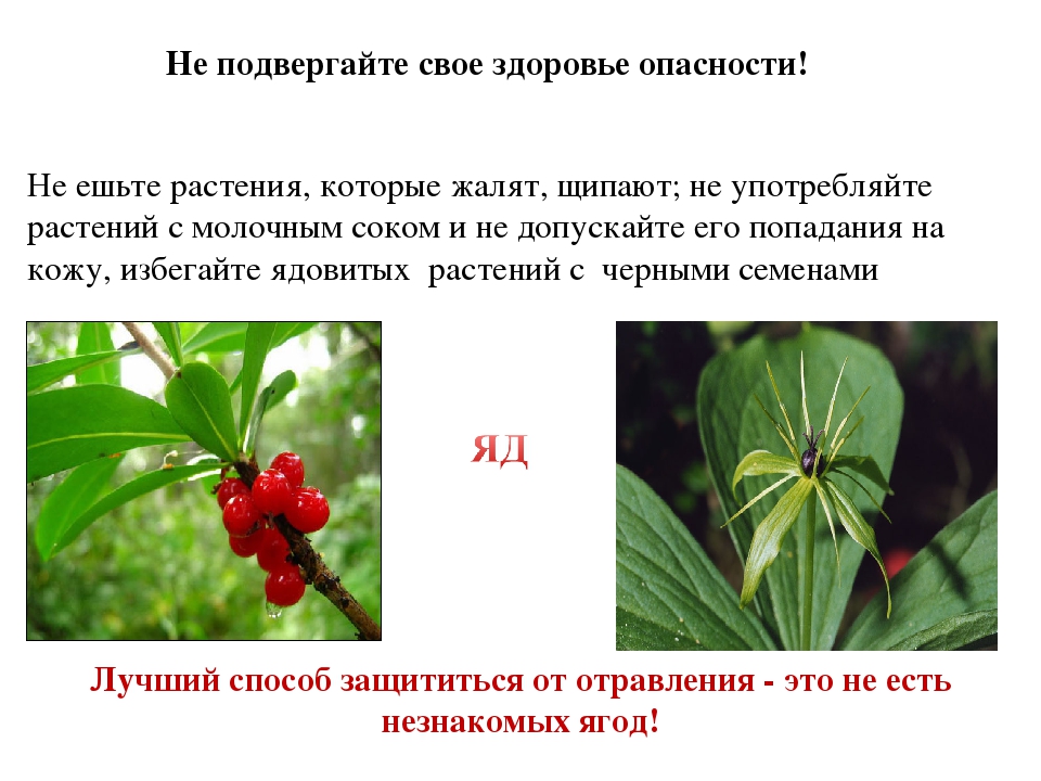 Насколько ядовит. Ядовитые растения. Ядовитые Лесные ягоды. Ядовитые растения России. Ядовитые растения описание.