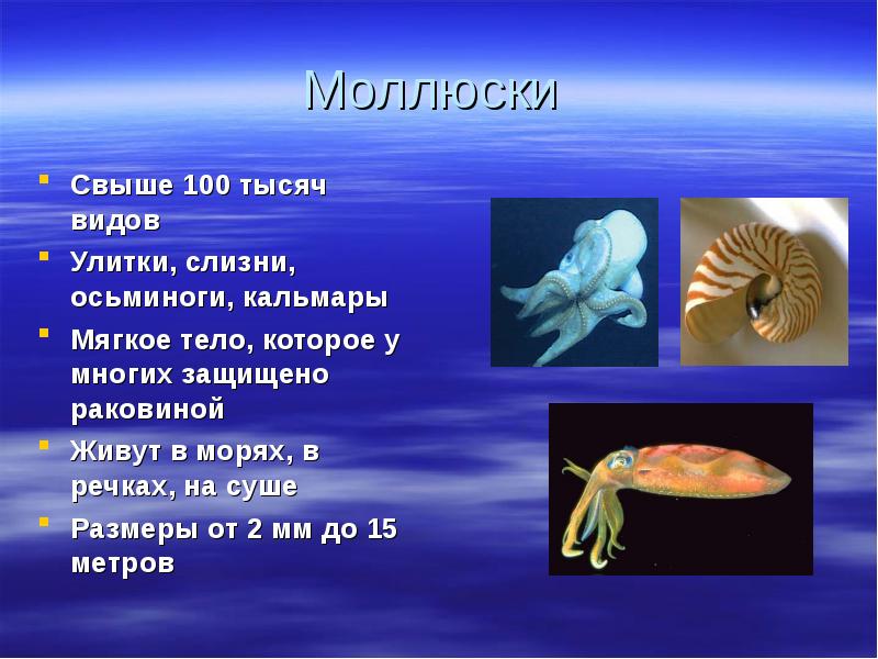Три примера животных моллюски. Моллюски презентация. Моллюски проект. Сообщение о моллюсках. Презентация на тему разнообразие моллюсков.