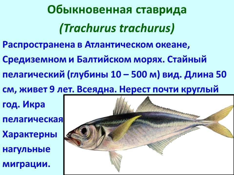 Промысловые рыбы 7 класс. Промысловые рыбы презентация. Важнейшие промысловые рыбы. Промысловые рыбы доклад. Обыкновенная ставрида.