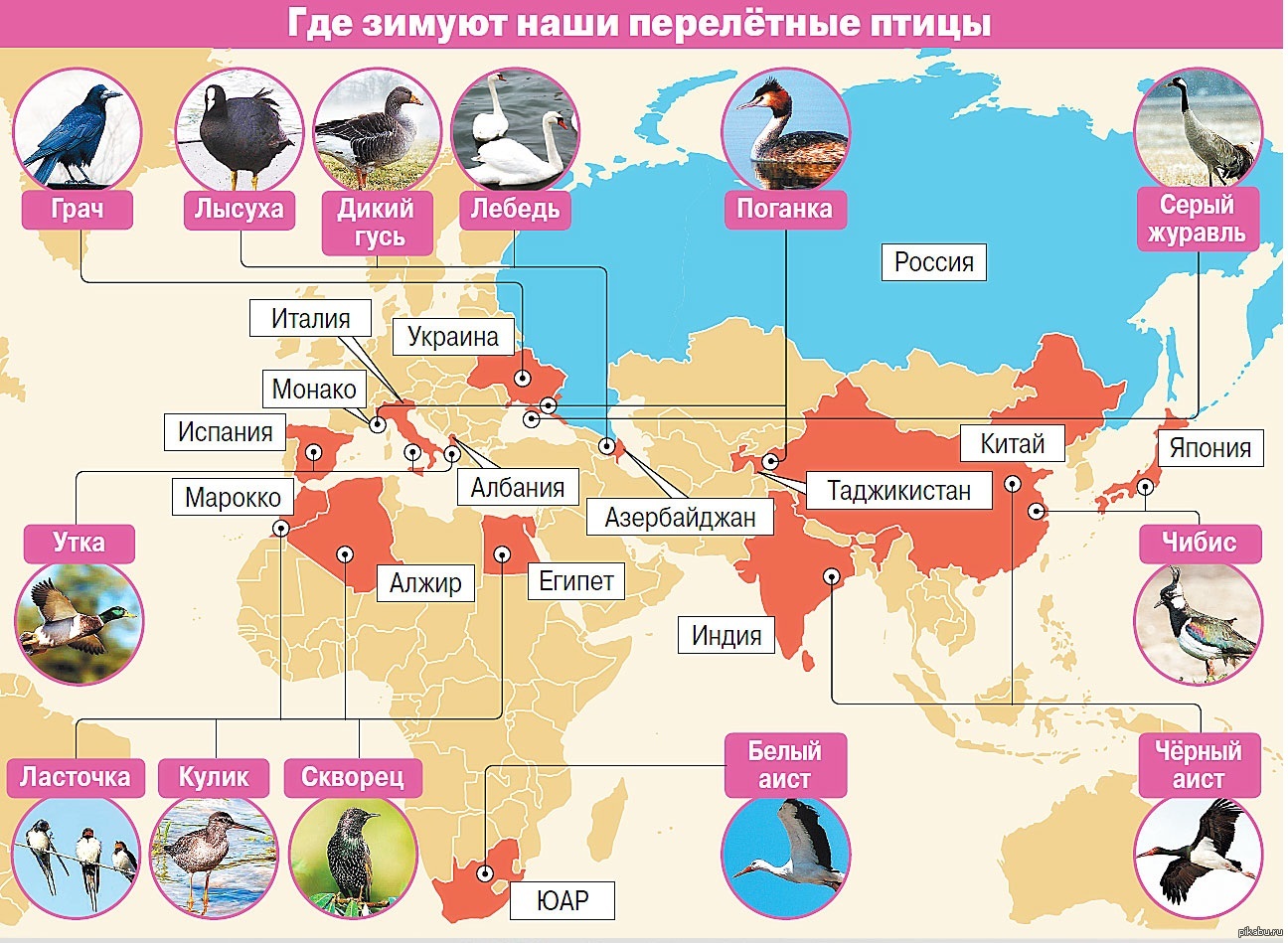 Где живут аисты в россии карта охвата