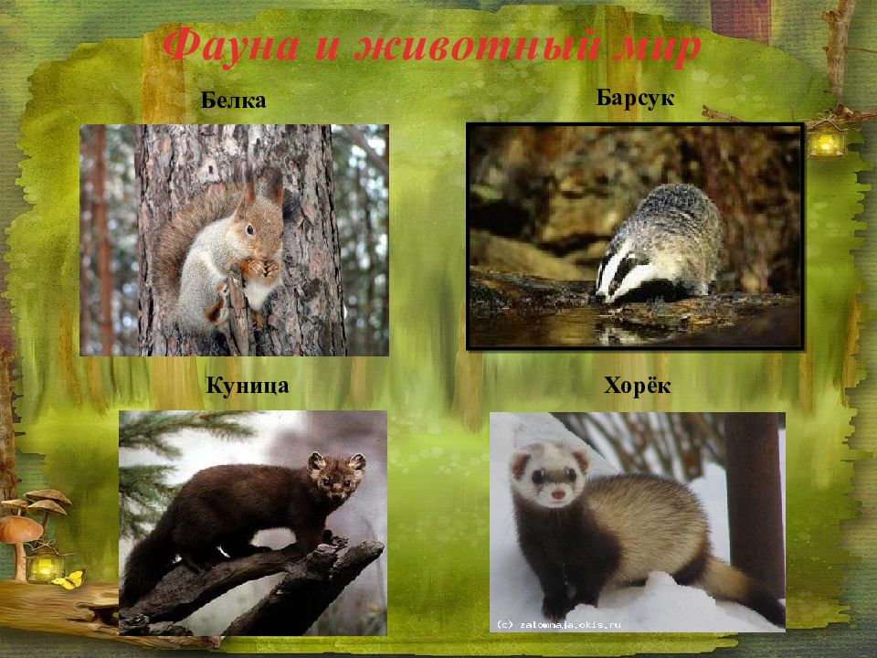 Животные пермского края фото и названия