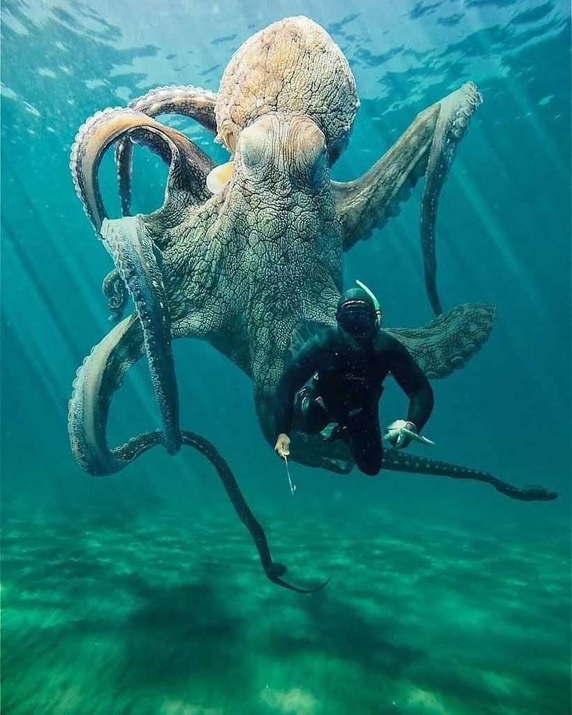 Гигантские осьминоги фото